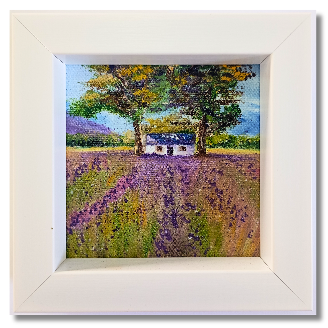 Lavender farm