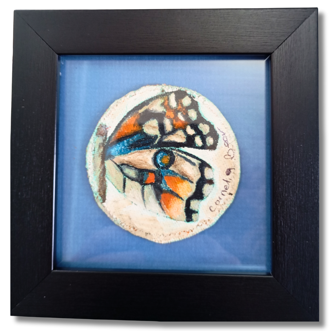 Right wing of a butterfly